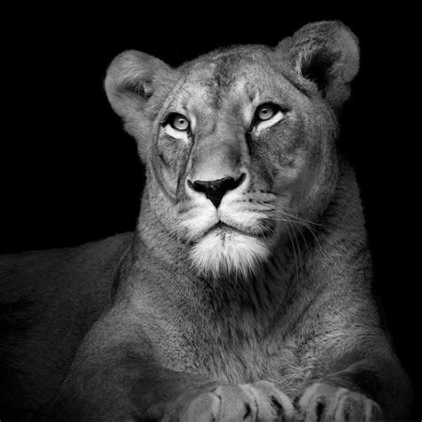 Black and White Animal Portraits by Lukas Holas - Traveleering