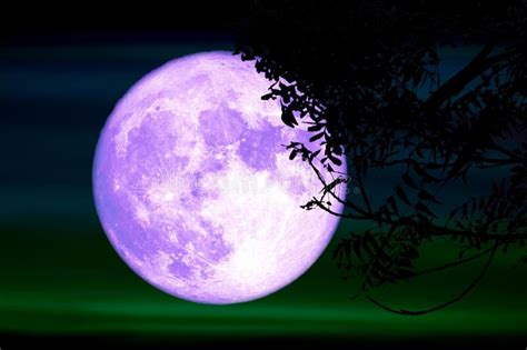Super Full Purple Moon And Silhouette Tree In The Night
