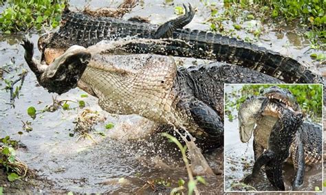 Eat Ya Later Alligator Smaller Reptile Falls Prey To Bigger Rival Who