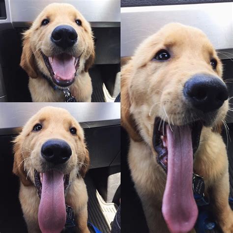 The Progression Of A Yawn Golden Retriever Golden Puppy