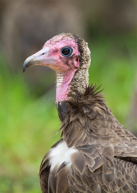 Hooded Vulture Close Up Stock Photo Image Of West Bird 33292618