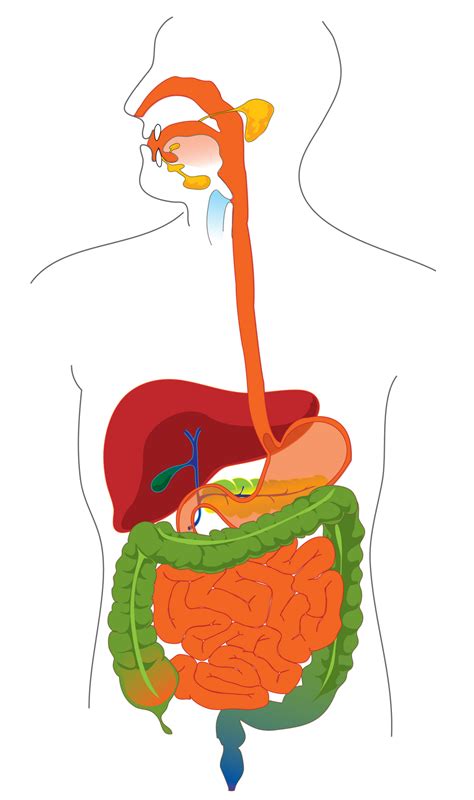 Human Digestive System Diagram Without Labels