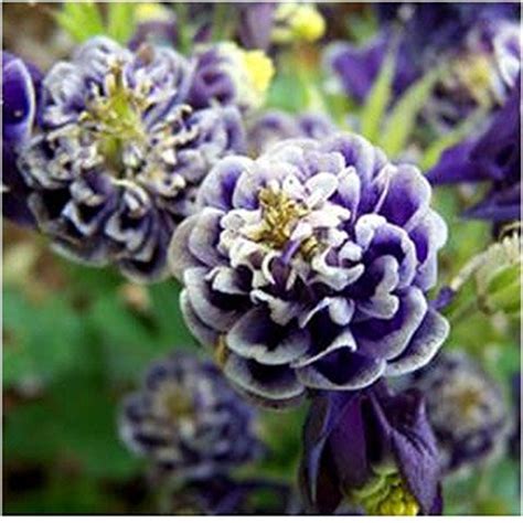 If for any reason you are unsatisfied with a product's performance within the first growing season, we encourage the customer to contact our customer service department. ボード「New Perennials for 2016」のピン