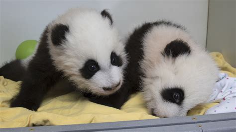 Giant Panda Cubs In Atlanta Zoo Have Names Chicago Tribune