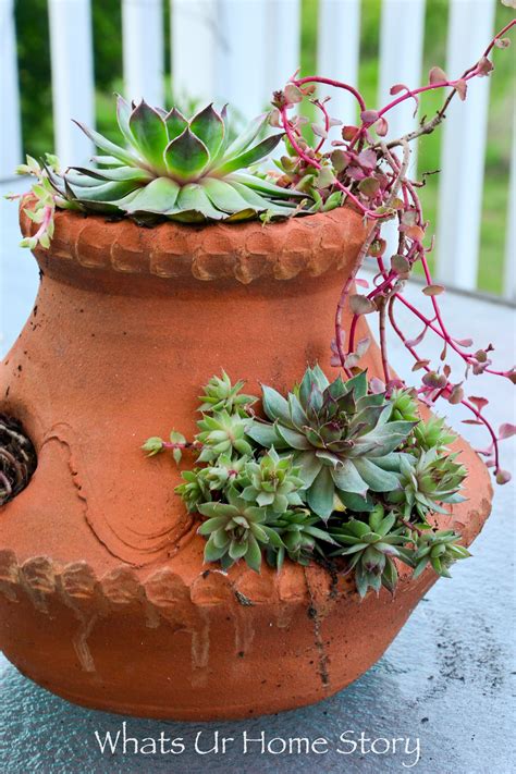 6 Easy Container Garden Ideas For The Lazy Gardener Whats Ur Home Story