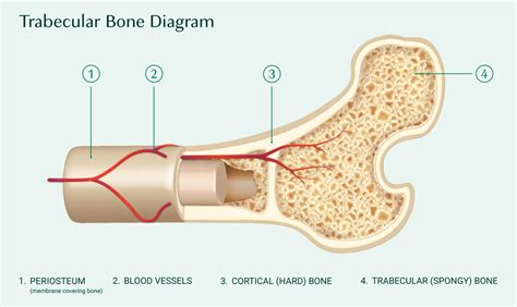 Everything You Need To Know About Trabecular Bone Score Tbs Algaecal
