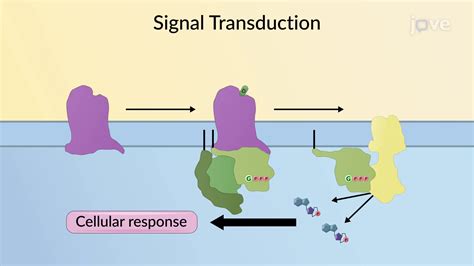 Signal Transduction Overview Concept Pharmacology JoVe