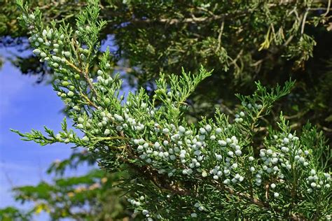 How To Grow Cedar Trees Gardening Channel
