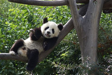 Fu Long Shows His Teeth Panda Bear Cute Panda Panda