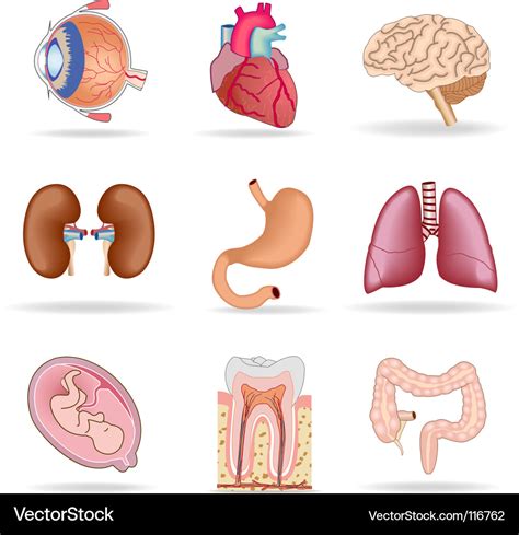 Human Organs Royalty Free Vector Image Vectorstock