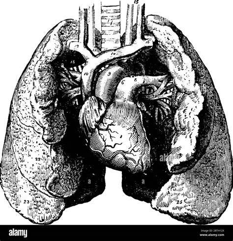 A Typical Representation Of The Heart And Lungs With Its Parts