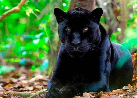 The best gifs are on giphy. Buscan pantera negra cerca de un pueblo en España