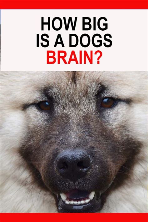 How Big Is A Dogs Brain Dog Brain Dogs Dog Anatomy