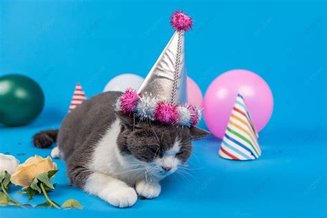 Cat Birthday Color Balloon Birthday Hat Photography Picture Background