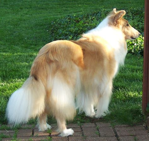 My Beautiful Rough Collie Girl Tassie Rough Collie The Perfect Dog