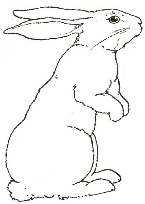 We did not find results for: Free Coloring Pictures of Rabbits | rabbit pictures to ...