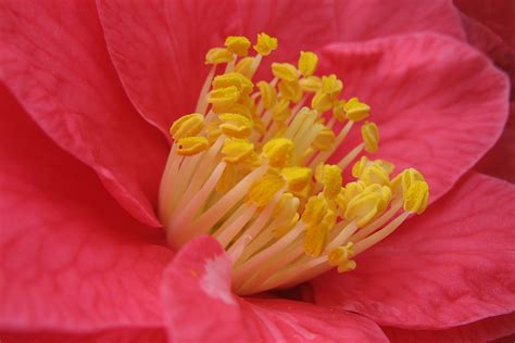 Free Images Blossom Flower Petal Pollen Yellow Pink Flora