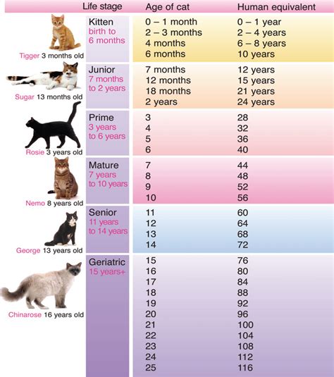 For instance, even if you think that your cat is one year old, in a cat's age it is about 15! Ages and Stages - The Cat Age to Human Age Comparison ...