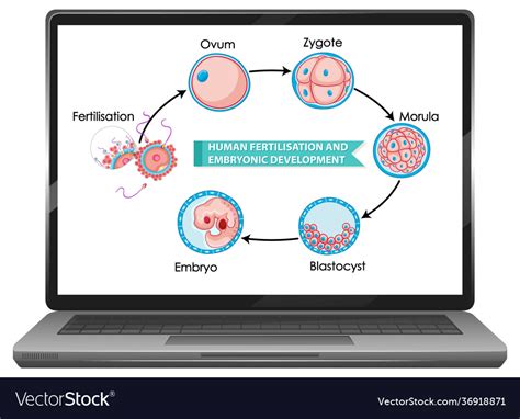 Human Fertilisation And Embryonic Development Vector Image