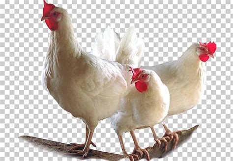 Live Chicken Chicken Bird Farm Images Us Images Broiler Chicken Poultry Farming Beak