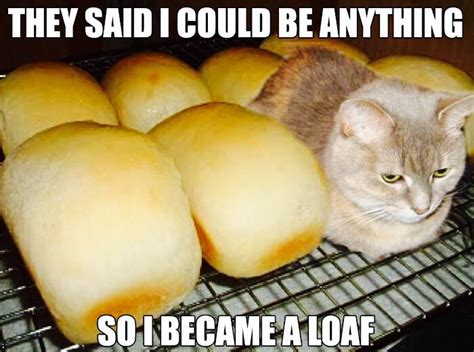 Whos Hungry Funny Cat Pictures Funny Cats Cats