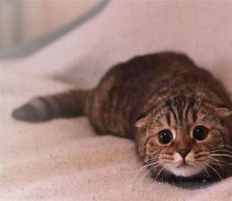 Cat noises explained and illustrated with videos of cats meowing, purring, hissing, trilling, chirping, and what does it mean when a cat purrs or trills? Cats: Clues to cat's Moods
