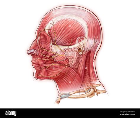 Posterior Auricular Nerve Cut Out Stock Images And Pictures Alamy