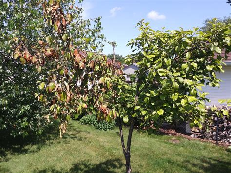 Half Of Apple Tree Bad Plantdoc