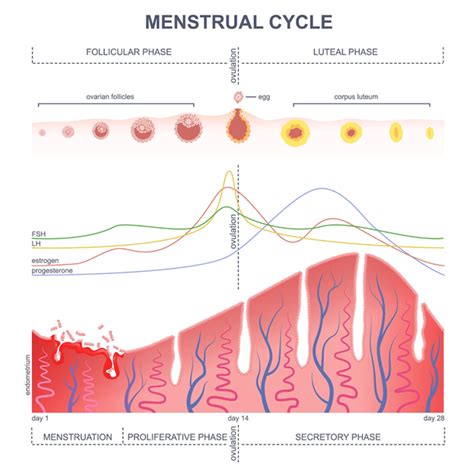 Fam Basics What Is The Luteal Phase Of The Menstrual Cycle Natural