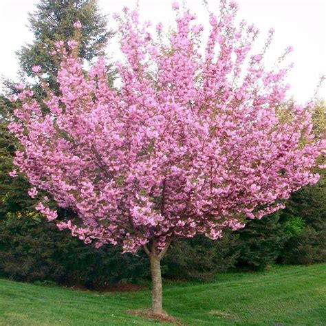 In d.c., kwanzans have bloomed as early as april 2, in 1946, and as late as may 2, in 1965. Cherry 'Kwanzan' | Flowering cherry tree, Japanese cherry ...
