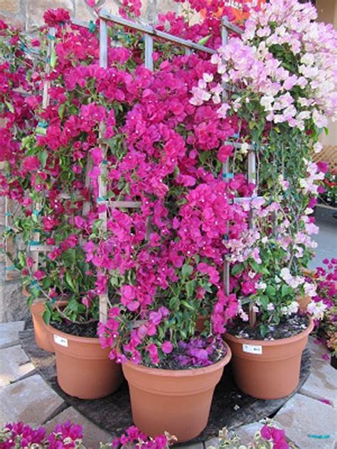 How To Grow And Care For The Bougainvillea Plant In Containers