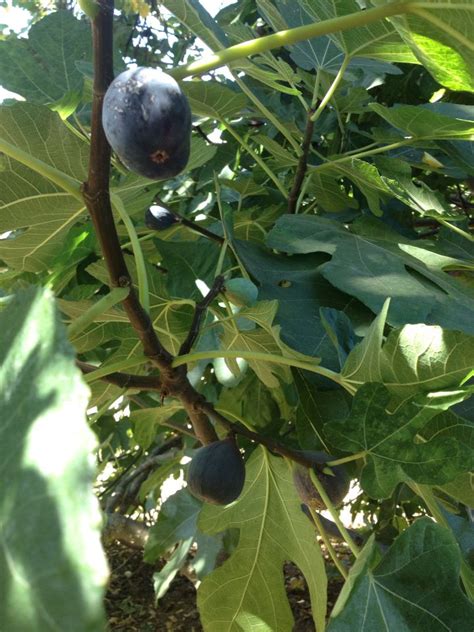 Somehow apple or banana in the singular doesn't sound ok to me in either case, but please. My favorite figs!!! | Grapes, Fig, Fruit