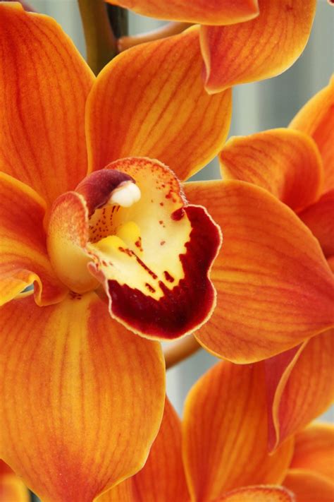 Orange Orchid Melhores Flores Orquídeas Flores Bonitas