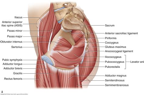 Muscles Of The Pelvis