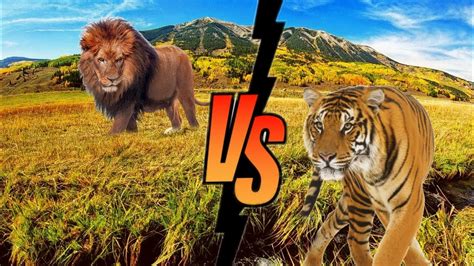 Tiger Vs Lion Full Fight Youtube
