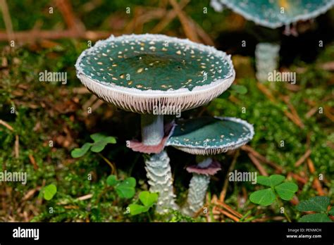 Verdigris Agaric Stropharia Aeruginosa Stock Photo Alamy