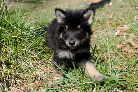 Wolf Hybrid Puppy For Sale Near Charlotte North Carolina 436c4177 8521