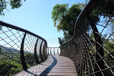 Wooden Walkway Boomslang In The Tree Canopy At Kirstenbosch Botanical