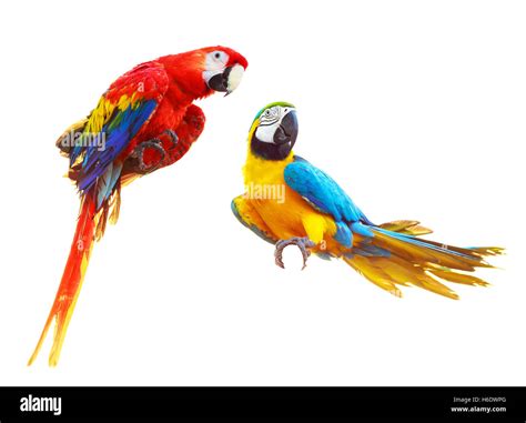 Two Colorful Red Parrots Macaw Isolated On White Background Stock Photo