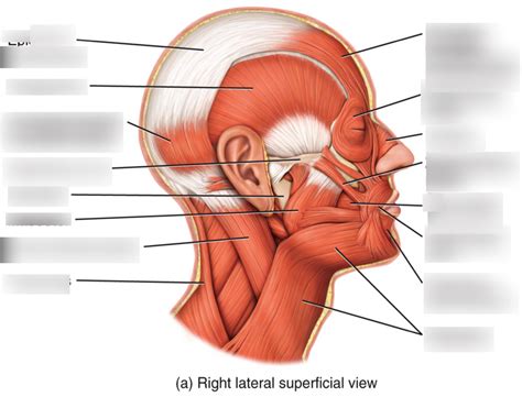 35 Diagram Of Head And Neck Wiring Diagram Database