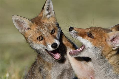 Red Fox Vulpes Vulpes Pups Playing Vosges France June Photograph