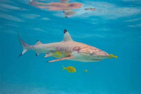 Sharks In Bora Bora Is It Safe Insiders Facts
