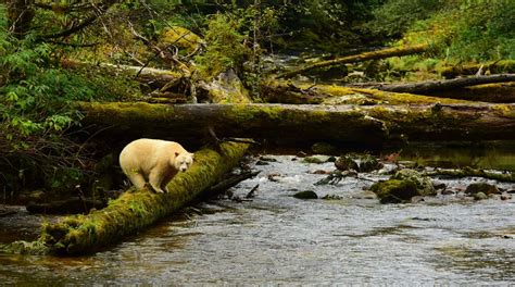Great Bear Rainforest Maple Leaf Adventures