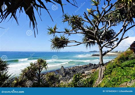 Stunning Coastline Ocean Waves Surf Palm Trees Beach Background