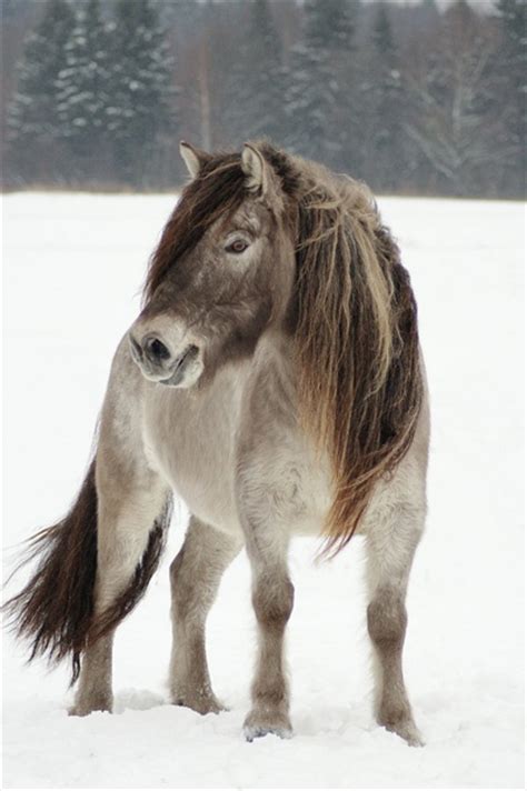 yakutian horse information origin history pictures