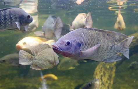 Methods On How To Enlarge The Tilapia In The Pond To Produce Maximum