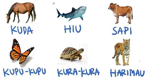 Belajar Mengenal Nama Dan Suara Hewan Ternak Animasi Binatang Untuk Riset