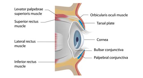 The Eyelids Conjunctiva Muscles Lacrimal Glands TeachMeAnatomy