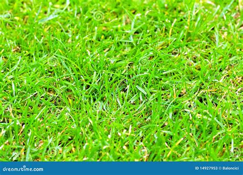 Macro Grass Stock Image Image Of Land Traditional Outdoor 14927953