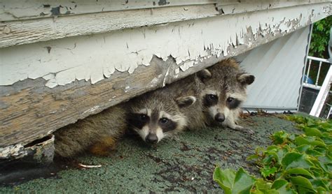 How Raccoons Are Gaining Access To Your Home